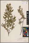 Foto von Salix aurita L. x Salix repens L.